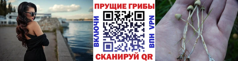 Псилоцибиновые грибы Magic Shrooms  где продают наркотики  Котельниково 
